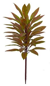 Earthflora's 36 Inch Cordyline Plant - Green/red