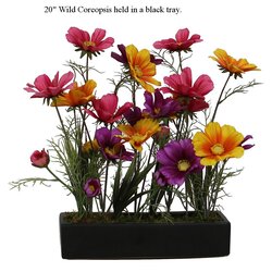 20 inches Wild Coreopsis held in a black tray