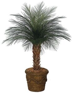 A-0055 CUSTOM MADE  4 feet-7 feet Tall Areca Palm for Outdoor Use