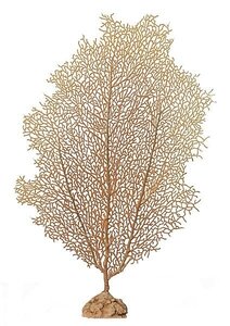 Fire Coral With Stand  