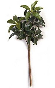 19 Inch Outdoor Mountain Laurel Branch - 9 Leaf Clusters - Green