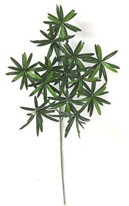 24 inches Podocarpus Branch - 191 Leaves - Green-sold by dozen