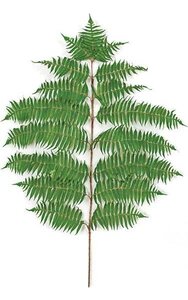 36 inches Hawaiian Fern Branch - 257 Leaves - Green
