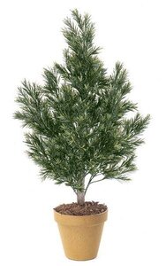 4 feet Podocarpus Bush - Natural Trunk - Tutone Green - Bare Trunk