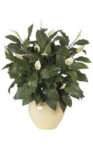 44 inches Spathiphyllum Bush - Soft Touch -  116 Green Leaves - 20 Cream/Green Flowers