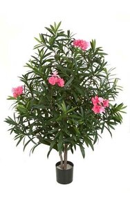 4.5 feet Oleander Bush - Natural Trunk - 4 Tutone Pink Flowers - 36 inches Width - Weighted Base