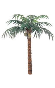 9 feet Coconut Palm - Natural Trunk - 12 Fronds - 2 Coconuts - Bare Trunk