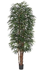 9 Foot Tall Life-Like Artificial  Lady Palm -7 Natural Trunks - Green - Weighted Base