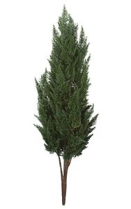 56" Large Outdoor Polyblend UV  Cypress Bush  44" of Greenery (approx)" 12" Stem 19" width