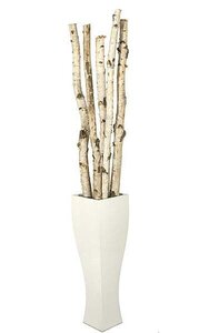 6 feet to 8 feet Natural Birch Poles - 2 inches to 3 inches Diameter (5 pcs per Bundle)