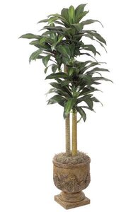 5 feet Dracaena Tree - 97 Leaves - 7 Heads - Tutone Green