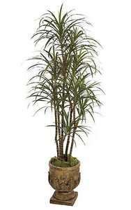 6.5 Foot Decorative  Dracaena Marginata - Natural Trunks - 219 Leaves - 7 Heads - Green/Red - Weighted Base