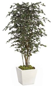 6.5 feet Beech Tree - Natural Trunk - Green Leaves - 46 inches Width