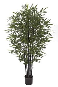 5 feet Bamboo Palm Trees with Black Canes