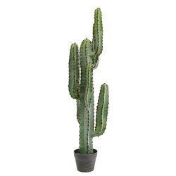 45 inches Green Finger Cactus in Gray/Red Pot