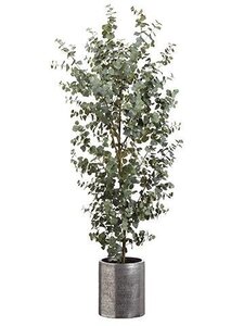 6.5 feet Eucalyptus Tree in Aluminum Planter Green