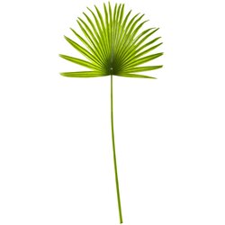 30 inches Fan Palm Leaf - Light Green