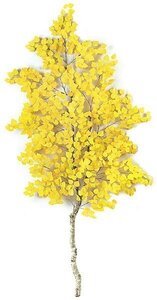 7 feet Cotton Wood Branch - Natural Wood - Yellow