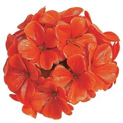 Geranium Flower Cluster Head - 3 inches Diameter - Red