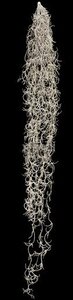 42 inches Fire Retardant  Hanging Spanish Moss Plastic
