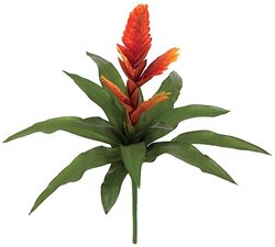 20 inches Bromeliad Plant - 14 Green Leaves - 5 Red/Orange Flowers