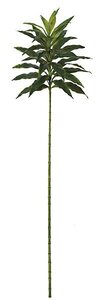 5.5 feet Dracaena Sanderiana - 54 Leaves - Green - Bare Stem