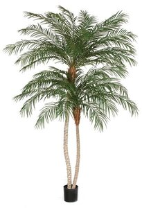 8.5 feet Phoenix Palm Tree - 2,660 Leaves - 44 Fronds