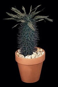 10.5 inches Plastic Madagascar Palm Cactus