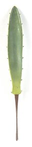 Foam Small Agave Leaf Pick Sold in a set of 6 Picks