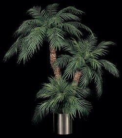 5 feet Custom Made Roebellinii Palm Single Trunk Palm  NOT AS PICTURED