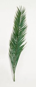 60 inches-70 inches Preserved Canariensis Palm Fronds (Set of 5)