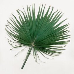 Medium Preserved Washingtonia Frond