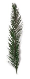 50 inches 58 inches Preserved Canariensis Palm Frond  (Set of 5)