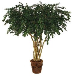 8 feet Custom Ficus Tree - Natural Trunks - 6,666 Leaves - Green - Weighted Base With a 7 feet ex...