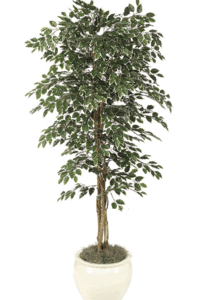 Custom Made Faux Life Like 4 feet-7 feet Variegated Ficus Select your height!