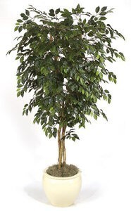 W-2210 Custom Made Ficus Tree Made in various heights!