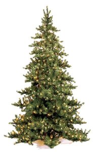 C-9761 15 feet Nikko Fir Christmas Tree -Full *NO LIGHTS***