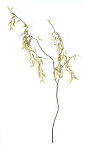 Curly Willow Branch - 4 off shoots -150 leaves -brown leaves -brown stem -62 ” length  Sold in a set of 6
