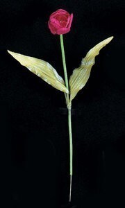 Tulip Sold by the dozen