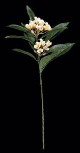 Plumeria Sold by the dozen