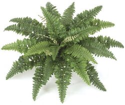 27 inches Wide Boston Fern