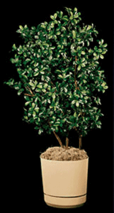 Custom Made Decorative Tree Design your own Olive, Laurel , Mulberry Tree