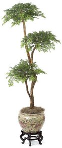 W-3033 Custom Made 6 Foot Ming Aralia Bonsai Tree  with 3 Heads Or select your branch style!