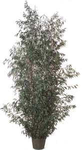 Preserved Eucalyptus Tree Comes in 4 ft, 5.5ft, and 7.5ft Heights
