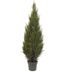 EF-3346 Choose from 5 feet and 6 feet Size Pond Cypress Tree in Plastic Pot