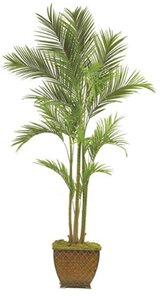 EF-5429 Island Areca Palm Tree Choose From 6 feet to 7 feet Size