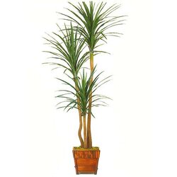 EF-2422 8 feet Potted  Dracaena Tree