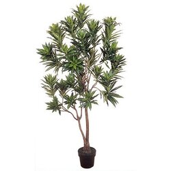 EF-5417 6 feet Dracaena Reflexa Tree 1200 Lvs