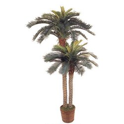 6 feet & 4 feet Sago Palm w/80 Lvs in 10 inches Basket