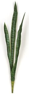 A-83805 34 inches Sansevieria Bush - 6 Dark Green Leaves - 8 inches Width - Bare Stem
